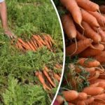 Ako zistiť, kedy je mrkva zrelá – najlepšie dni na