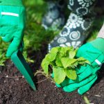 Kedy sadiť jahody na jeseň, aby ste na jar nazbierali