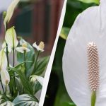 Spathiphyllum bude kvitnúť celé roky, ak ho na jeseň nebudete
